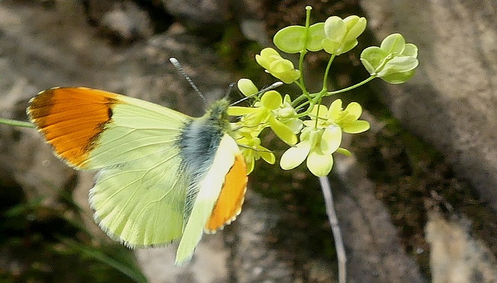 Des suivis et animations sur les papillons de jours en région Occitanie